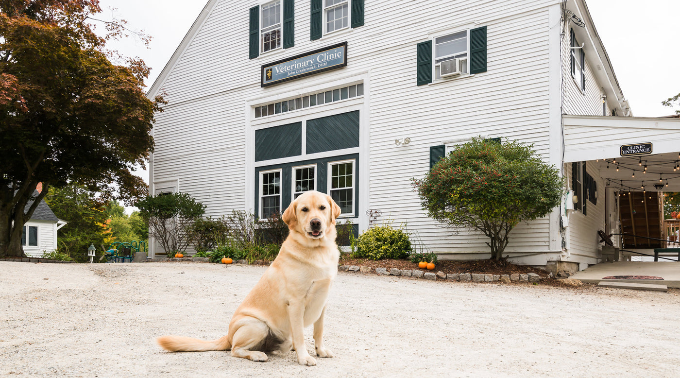 Trusted Veterinarian